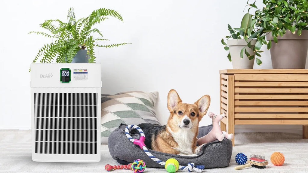 Best choice  Dr.Air P290 Premium Deodorizing Air Purifier Diverse applications, suitable for all living spaces